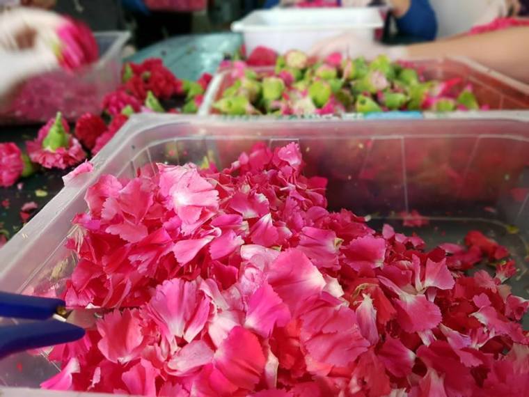 32904316_600980340270172_301981749036974080_n