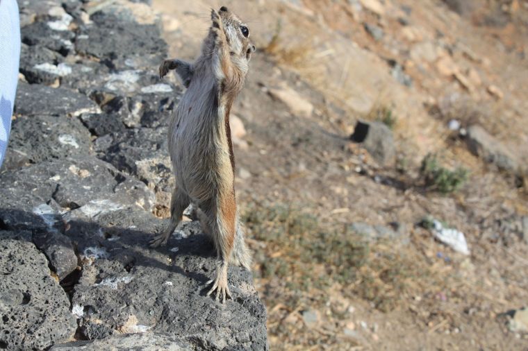 F - lo scoiattolo berbero tipico dell'isola