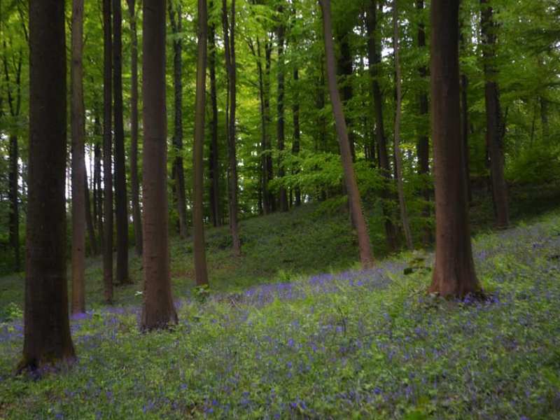 Dintorni Bruxelles | Nella foresta incantata di Hallerbos per la fioritura dei giacinti&nbsp;selvatici