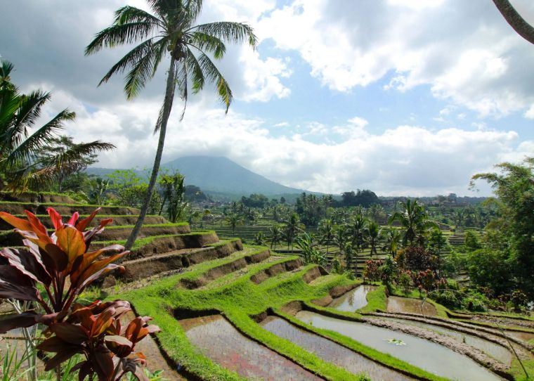 Jatiluwih Rice Terrace