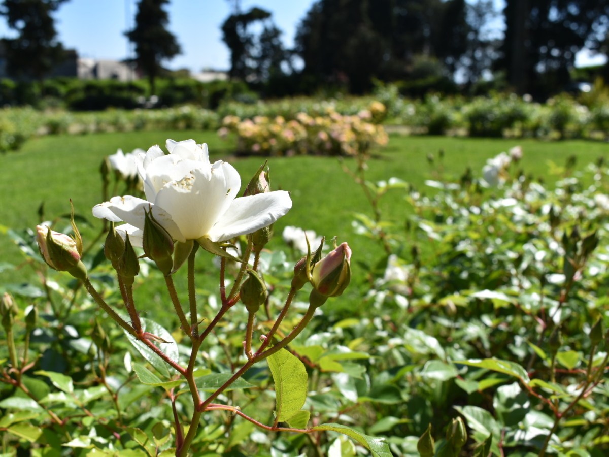 Ville e giardini in Liguria | Mete perfette in primavera e in&nbsp;estate