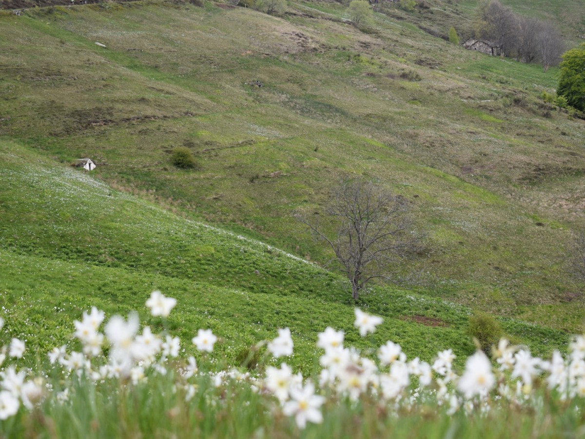 Fioritura dei narcisi in Piemonte | Il Sentiero delle Leggende a Castelnuovo&nbsp;Nigra