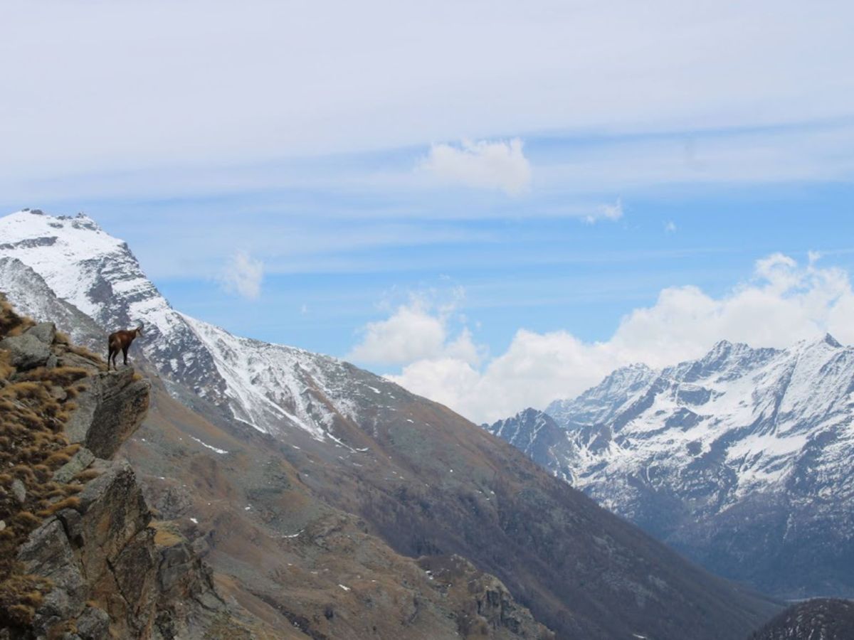 Camminata al Lago Serrù da Chiapili Sopra, camminata facile vicino a Torino tra marmotte, stambecchi e&nbsp;camosci