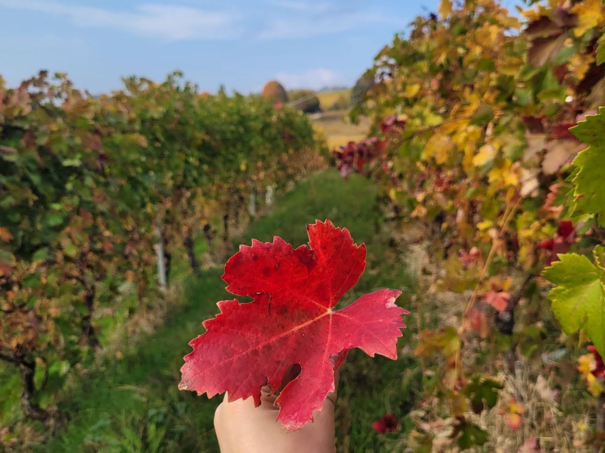 Piemonte e Foliage | Boschi, parchi, colline in Piemonte imperdibili in&nbsp;Autunno