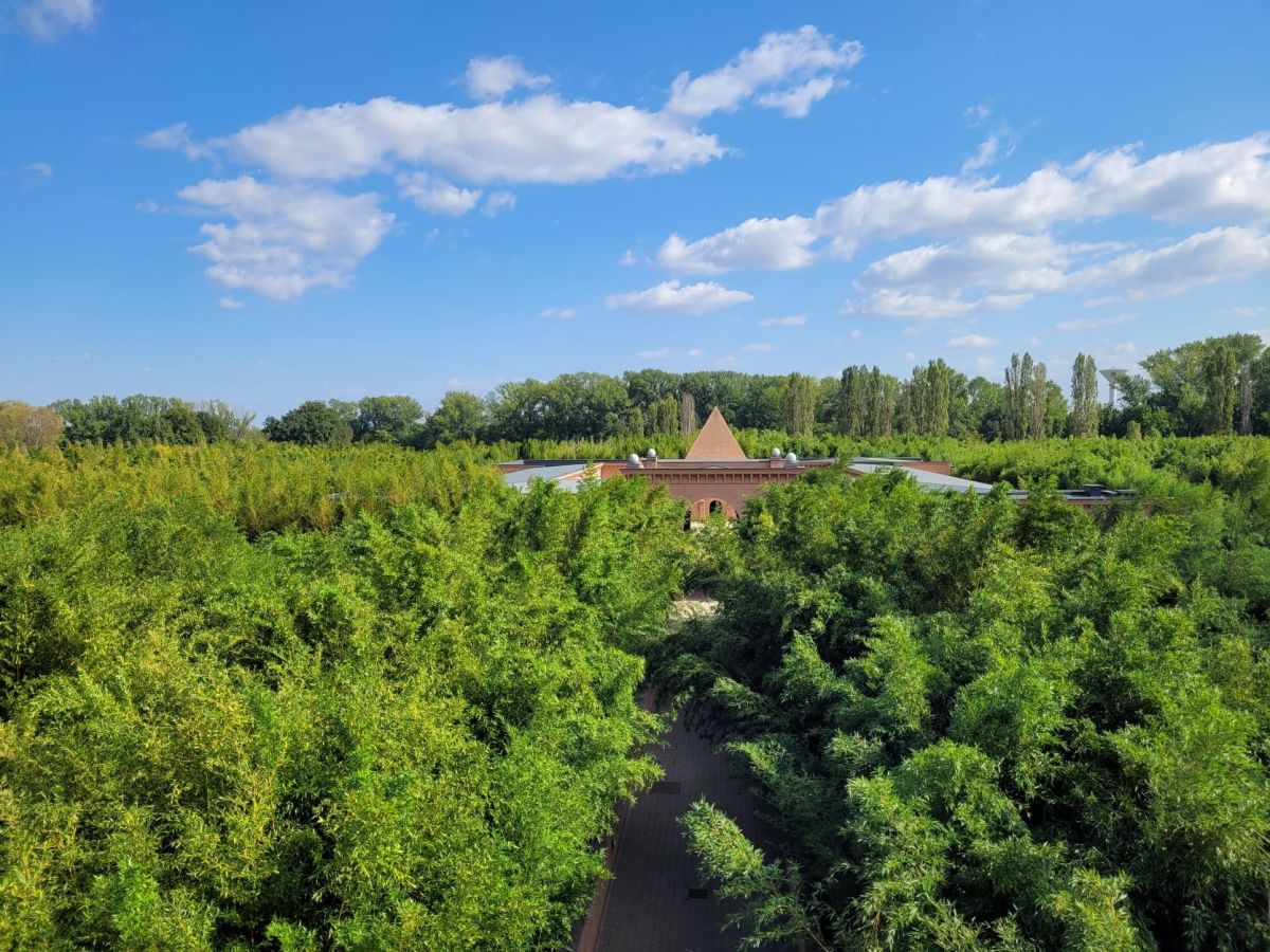 Labirinto della Masone, il labirinto di bambù più grande al mondo si trova in Italia, vicino a&nbsp;Parma