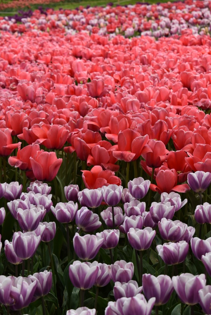 Messer Tulipano, ogni aprile il Castello di Pralormo si circonda di&nbsp;tulipani