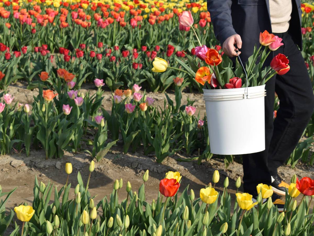Campi di tulipani in Piemonte, a poca distanza da&nbsp;Torino