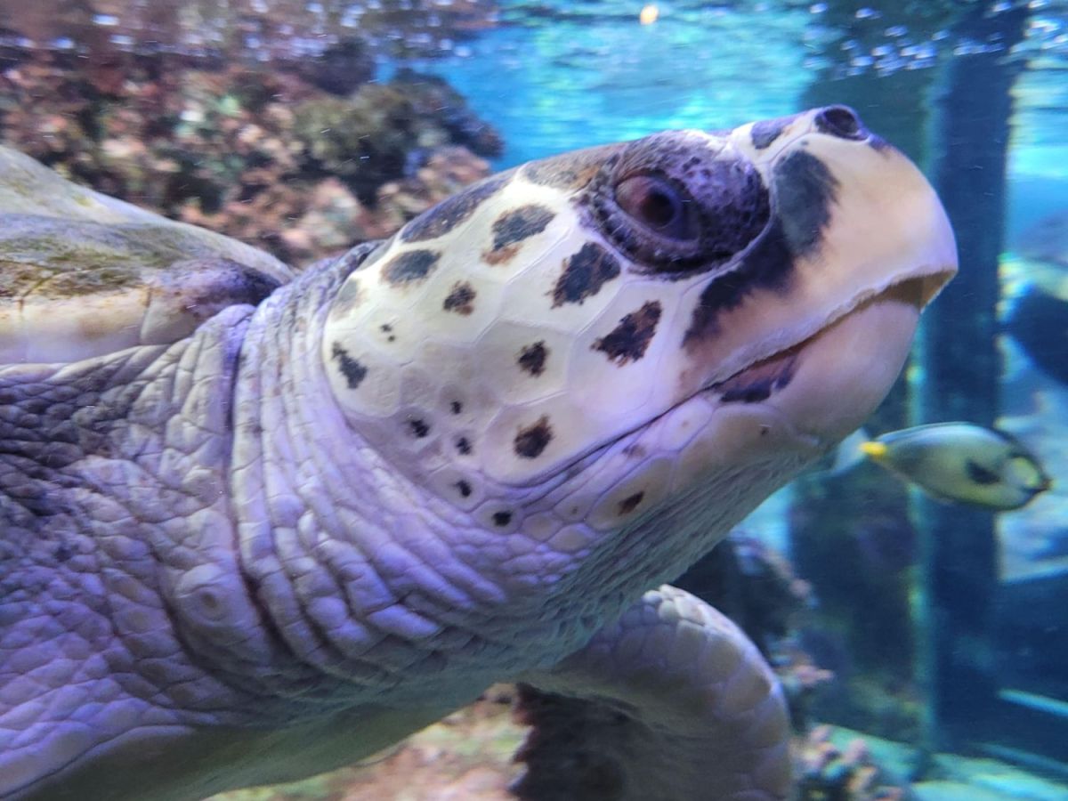 Le cose da fare a Genova con i&nbsp;bambini