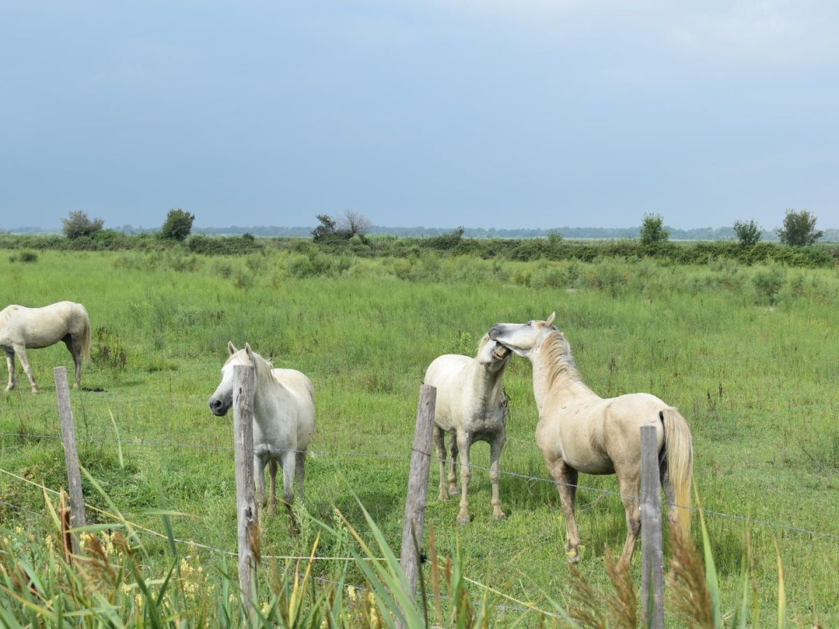 Camargue consigli pratici per organizzare il&nbsp;viaggio